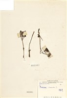 藏品(馬齒莧)的圖片